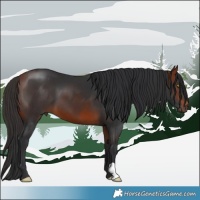 Horse Color:Bay 