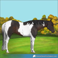 Horse Color:Brown Tobiano