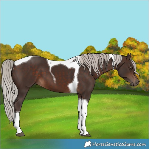 Horse Color:Silver Brown Tobiano 