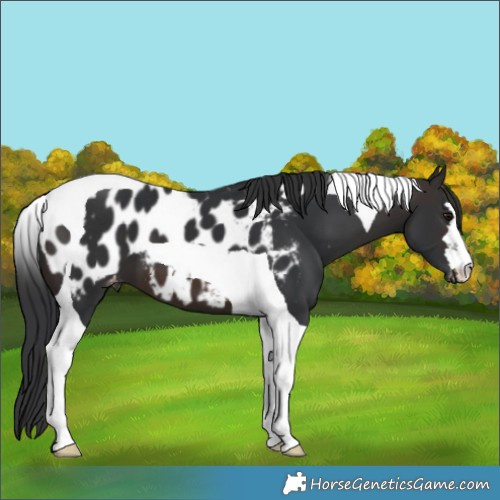 Horse Color:Brown Tobiano Appaloosa 