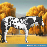 Horse Color:Brown Tobiano Blanket