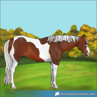 Horse Color:Silver Bay Tobiano 
