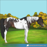 Horse Color:Brown Tobiano 