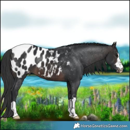 Horse Color:Brown Blanket 