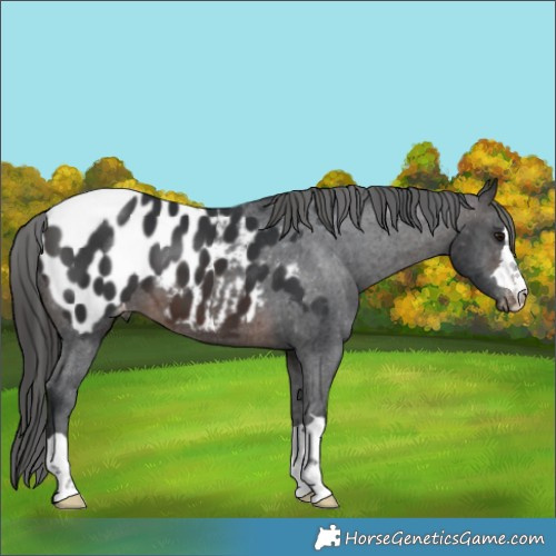 Horse Color:Brown Appaloosa 