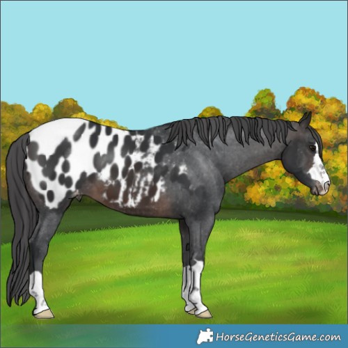 Horse Color:Brown Appaloosa 