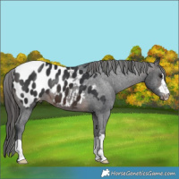 Horse Color:Brown Blanket 