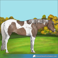 Horse Color:Silver Brown Dun Tobiano