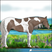 Horse Color:Silver Brown Dun Tobiano