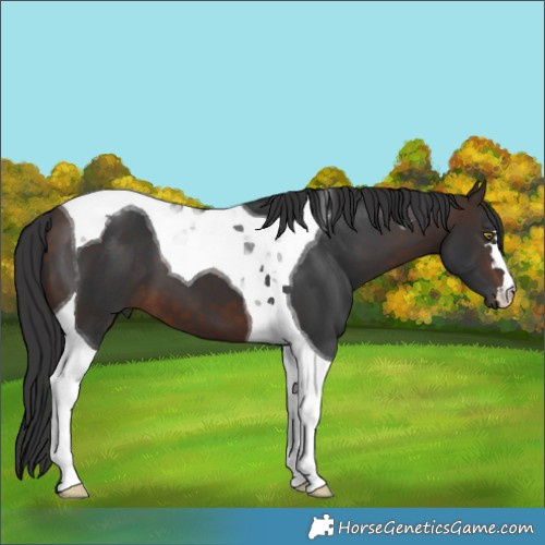 Horse Color:Bay Tobiano 