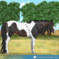 Horse Color:Bay Tobiano