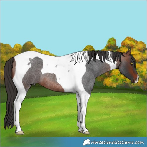 Horse Color:Bay Roan Tobiano