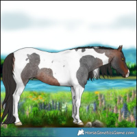 Horse Color:Bay Roan Tobiano 