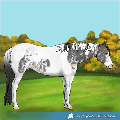 Horse Color:Brown Sabino Tobiano 