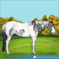 Horse Color:Brown Sabino Tobiano 