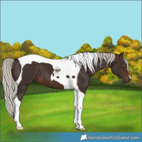 Horse Color:Silver Brown Tobiano
