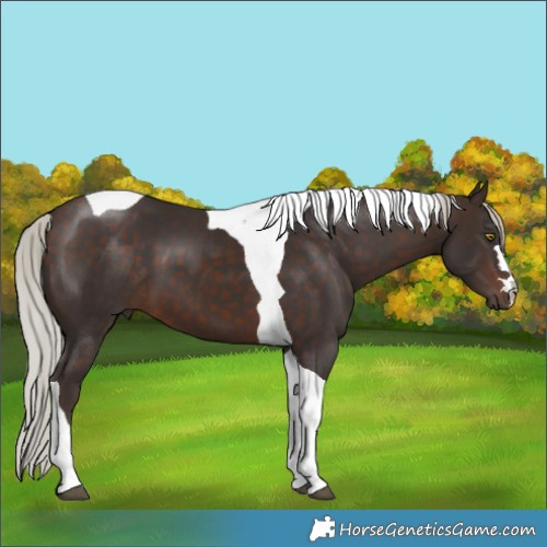 Horse Color:Silver Brown Tobiano 