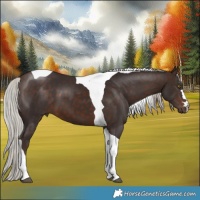 Horse Color:Silver Brown Tobiano 