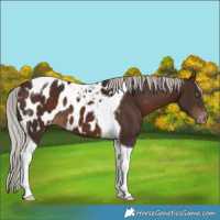 Horse Color:Silver Brown Tobiano Blanket
