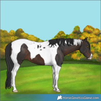 Horse Color:Brown Tobiano 