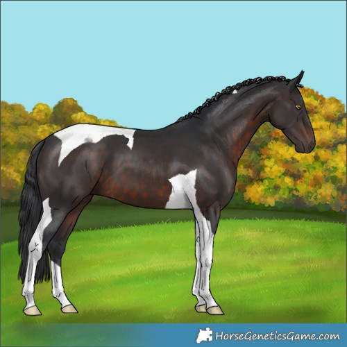 Horse Color:Brown Tobiano 