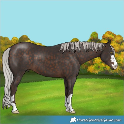 Horse Color:Silver Brown 