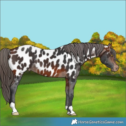 Horse Color:Bay Appaloosa 