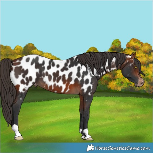 Horse Color:Bay Near Leopard 
