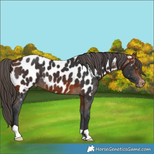 Horse Color:Bay Appaloosa 