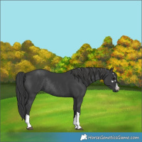 Horse Color:Black Rabicano 