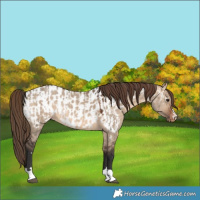 Horse Color:Brown Dun Appaloosa  and Bay Dun Appaloosa 