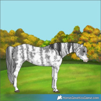 Horse Color:Black Sabino Appaloosa
