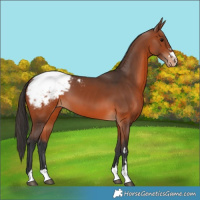 Horse Color:Bay Snowcap 