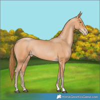 Horse Color:Bay Pearl Rabicano 