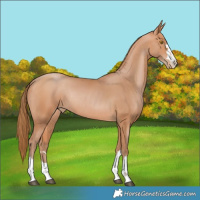 Horse Color:Bay Pearl Rabicano