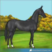 Horse Color:Black Rabicano 