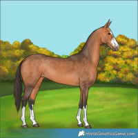 Horse Color:Bay 