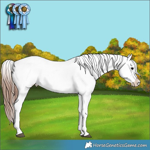 Horse Color:Bay Dun Appaloosa 