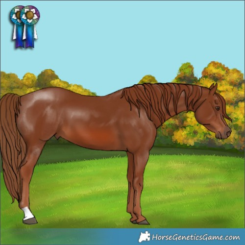 Horse Color:Chestnut 
