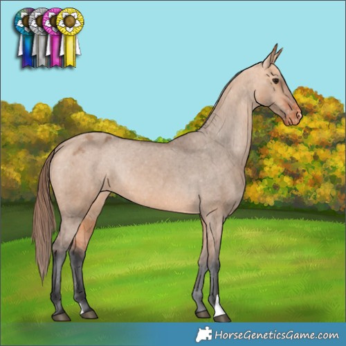 Horse Color:Bay Dun Appaloosa Rabicano 