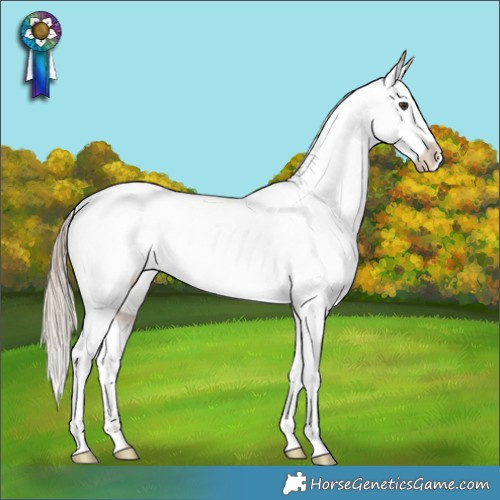 Horse Color:Chestnut Appaloosa 