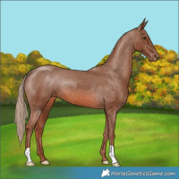 Horse Color:Chestnut Appaloosa 