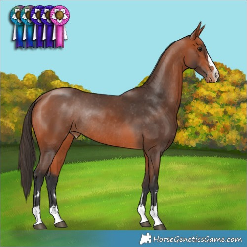 Horse Color:Bay Appaloosa Rabicano 