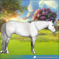 Horse Color:Gray Bay Roan Dun 