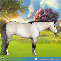 Horse Color:Gray Bay Roan Dun