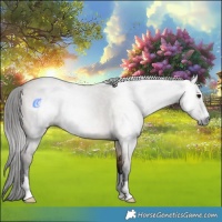 Horse Color:Gray Bay Roan Dun 