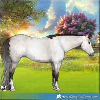 Horse Color:Gray Bay Roan Dun 