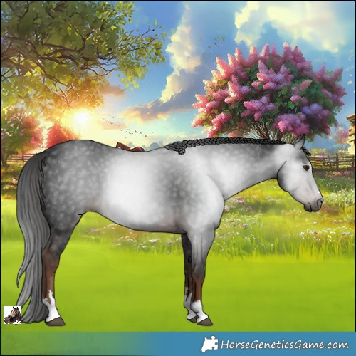 Horse Color:Gray Liver Chestnut 