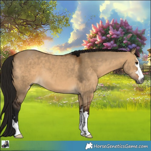 Horse Color:Gray Bay Dun