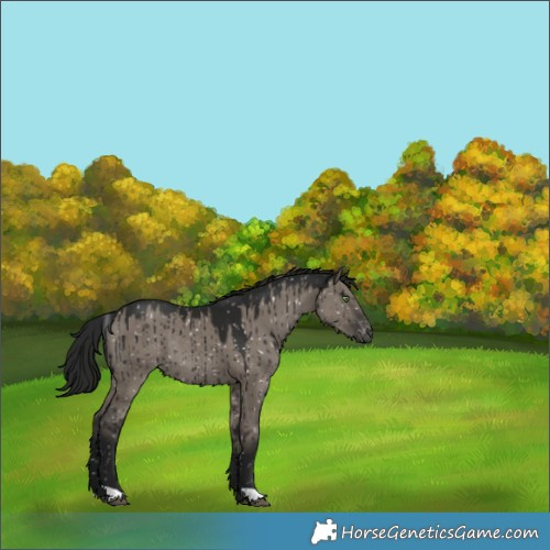 Horse Color:Gray Grullo Snowflake Varnish Rabicano Brindle 